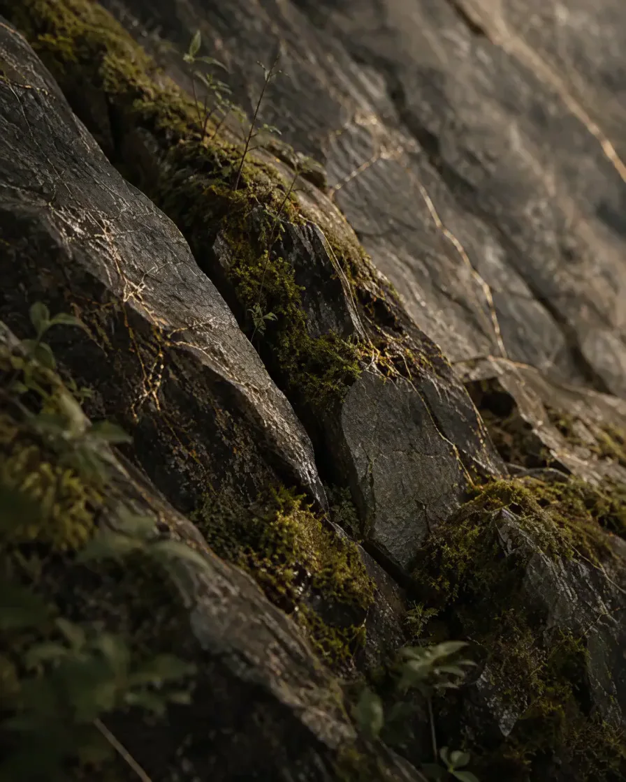 Moss, roots, and small leaves growing across a dark rock face