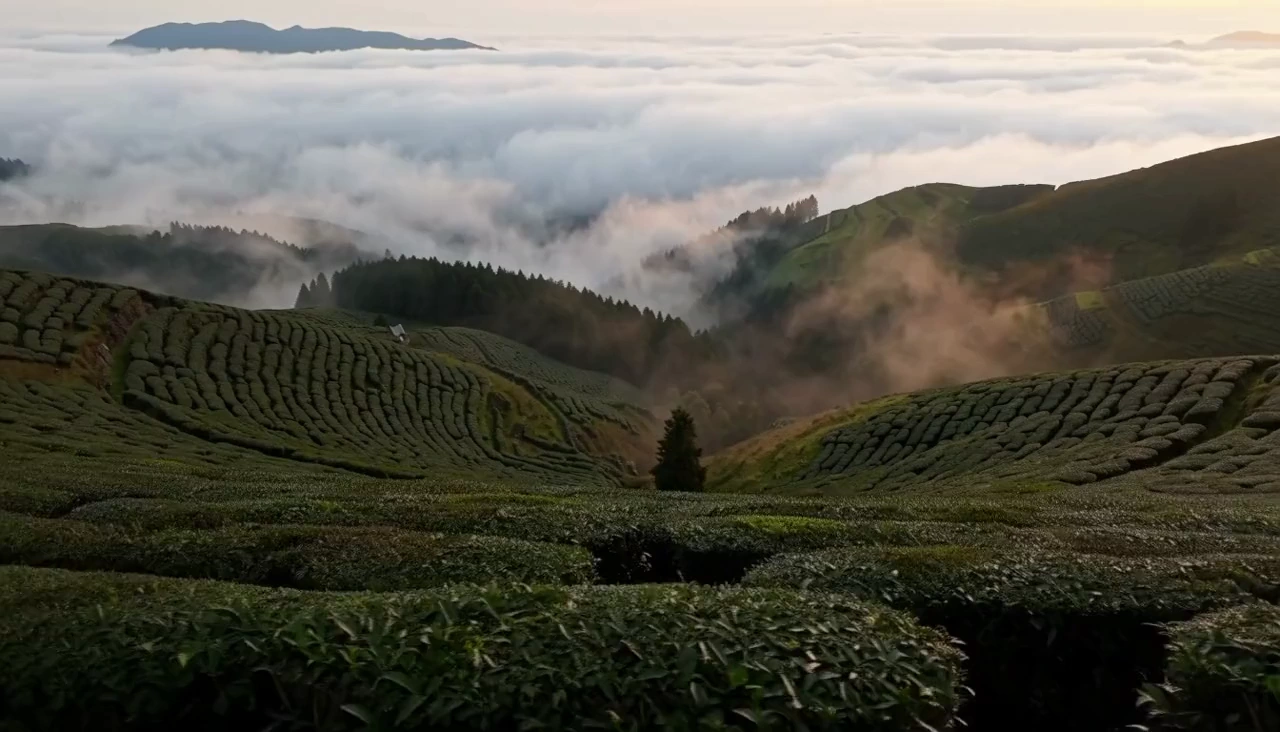 A camera moves across mountain tea terraces as plants stir in the wind